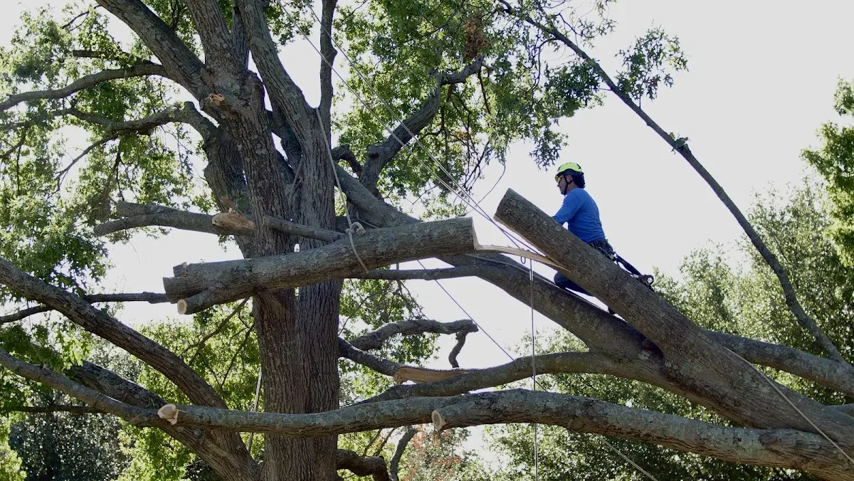 Professional Hazardous Tree Removal performed by certified arborists in Varnville